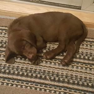 Meet your Posher, Lisa